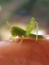 Baby Grasshopper R Aww