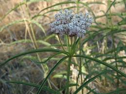 Asclepias Fascicularis Narrow Leaf Milkweed Tolerates A Variety Of Soils Including Sandy Clay And Saline Perennial Her Asclepias Milkweed Perennial Herbs