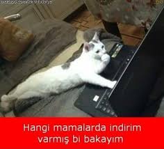 Komik Kedi Capsleri 1062006 Uludag Sozluk Galeri