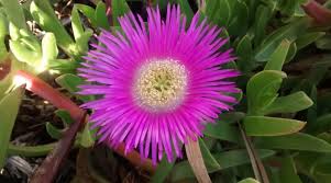 Plantar cactus sin raíz es un proceso relativamente sencillo, solo debes seguir con cuidado una serie de pasos que desarrollaremos a continuación. Una De Gato Carpobrotus Edulis Para Mi Jardin