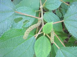 Image result for Boehmeria macrophylla