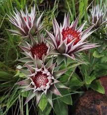 Image result for Macledium zeyheri