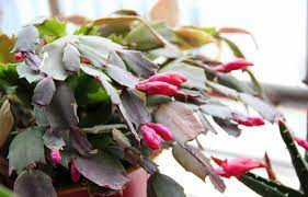 A few hints to help you troubleshoot common problems How Often Should I Water A Christmas Cactus Unh Extension