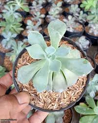 Tanaman hias bambu hoki mini rp 25.000 bunga yolanda kuning rp 17.500 tanaman hias cakar ayam herbal rp 4.000 bunga alternanthera. Jual Tanaman Sukulen 082332224620 Gudang Bibitku