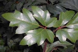 Image result for Cissus alata