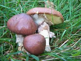 Image result for Suillus wasatchicus