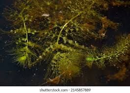 Image result for Utricularia australis