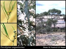 Image result for Eucalyptus angustissima
