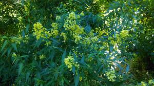 Image result for Cestrum parqui