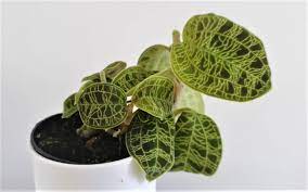 Jewel orchid care while it's important you keep the ludisia comfy in a warm room with plenty of water, one thing you can't ignore is the plant's voracious appetite for light. 11 Jewel Orchid Problems And How To Fix Them Smart Garden Guide