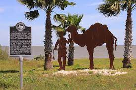 The army marched the camels from indianola to camp verde, an outpost in the hill country, just south of kerrville. Great Camel Experiment And The Role Of The Texas Hill Country In It