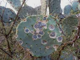 During the summer, mold becomes more active and has accelerated growth due to humidity. How To Get Rid Of Cactus Fungus World Of Succulents Fungi Fungal Spore Succulents