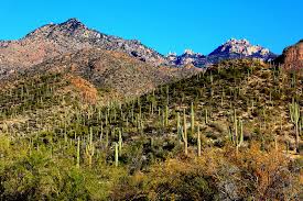 Revel Mt Lemmon