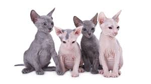 This cat breed is similar to calicos but come in two main color families. 15 Delightful Cat Breeds Origins Mental Floss