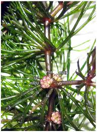 Image result for Ceratophyllaceae