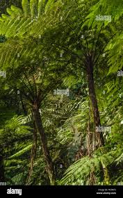 Image result for Cyathea manniana