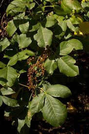 Image result for Searsia longipes