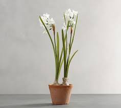Faux Potted Narcissus Faux Flower Arrangements Narcissus Faux Plants