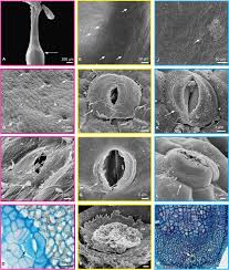 Image result for Cordia grandicalyx