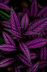 Great for low maintenance areas, rock gardens and mixed borders. Nature Does It Best Not Sure What This Is But I Want Them In My Landscaping Wouldn T These Make The Coolest Beads Plants Gothic Garden Persian Shield Plant