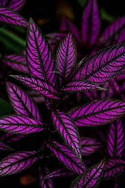 This plant is mainly grown from its ever since she was little, she loved spending time in her family's garden and learning about how to care for each plant individually. Nature Does It Best Not Sure What This Is But I Want Them In My Landscaping Wouldn T These Make The Coolest Beads Plants Gothic Garden Persian Shield Plant