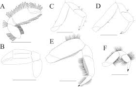 Image result for Cadaba glaberrima