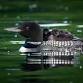 Michigan Audubon & Friends of Seney – Bird Walk