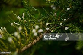 Image result for Fabiana imbricata