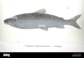 Image result for Geigeria schinzii