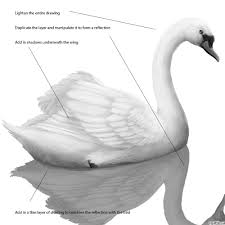 Realistic Swan Drawing In 4 Steps With Photoshop Swan Drawing Shadow Drawing Swan Painting