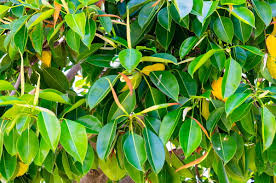 Image result for ficus elastica flower