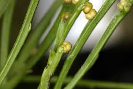 Image result for Psilotum nudum
