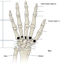 Human skeleton, the internal skeleton that human body skeleton arms hands wrist bones medical anatomical anatomy model pair in health. Skeleton Of Hand Diagram Quizlet
