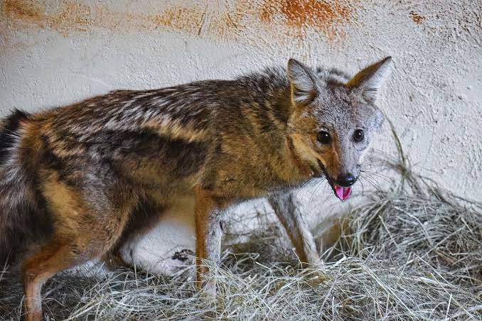 From Vermin to Value: The Jackal - WeWild Africa