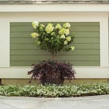 Maybe you would like to learn more about one of these? Little Lime Hydrangea Trees For Sale Fastgrowingtrees Com
