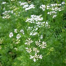 Image result for Coriandrum sativum