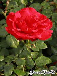 Image result for Rosa sp.