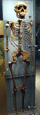 1.5 to 1.6 million years ago. Turkana Boy Wikipedia