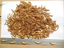 Tenebrio molitor, the larval form of the mealworm beetle, is a food source popular for its nutritional value, as well as for its taste and is reported to act as natural bace1 inhibitor against alzheimer's. Pet Food Dried Mealworms Tenebrio Molitor At Best Price In Jiaxing Zhejiang Lonstrong Imp And Exp Co Ltd