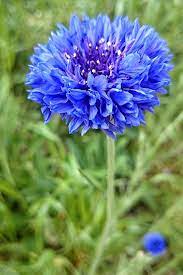 Pin On Perennials