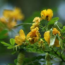 Image result for Senna bicapsularis