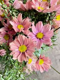 Image result for Cosmos bipinnatus