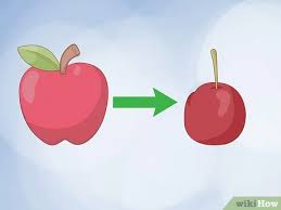 Other fruit trees, like most apple, plum, sweet cherry. How To Pollinate Fruit Trees With Pictures Wikihow