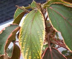 Image result for Acalypha nyasica