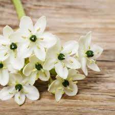 Image result for Ornithogalum seineri