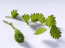 Pimpinelle Lecker Gewurze Und Krauter Wiesenknopf Krauter