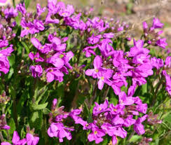 Image result for Arabis