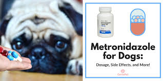 Metronidazole For Dogs Dosage Side Effects And More