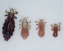 However, these lice can only survive for 24 hours without the human host. Head Lice Facts Lca College Station Tx Lice Clinics Of America