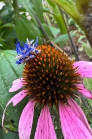 Image result for Vernonia centaureoides